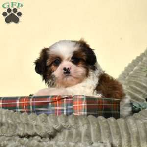 Buddy, Shih Tzu Puppy